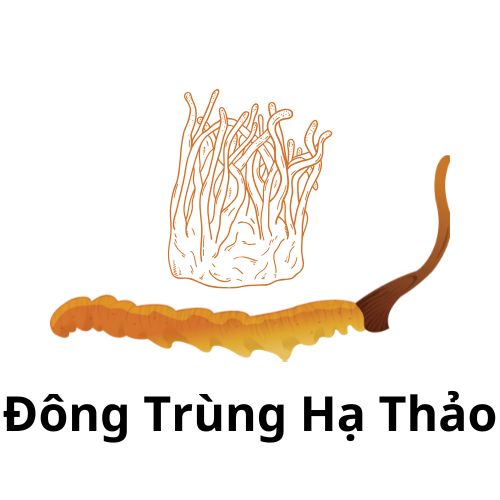  Đông Trùng Hạ Thảo