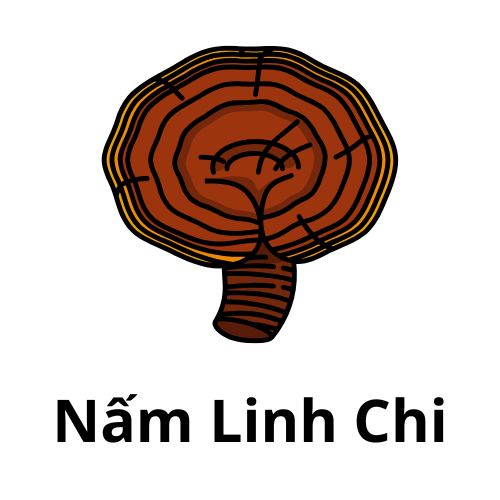  Nấm Linh Chi