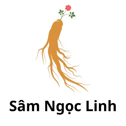  Sâm Ngọc Linh Kontum